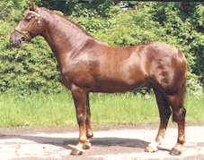 Snowford Bellman - Irish Draught Dressage Stallion